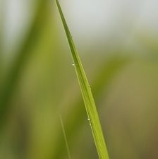 grass