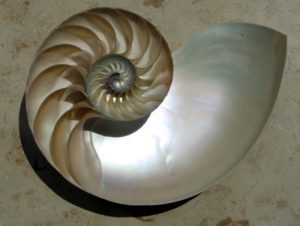 Nautilus 1