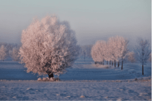 FrostyTrees