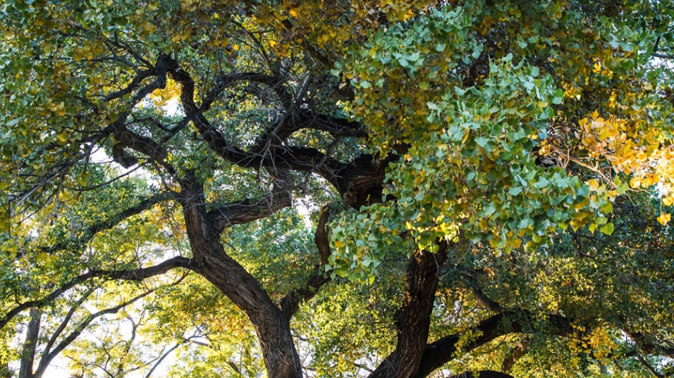 CAC Divine Exchange 2023