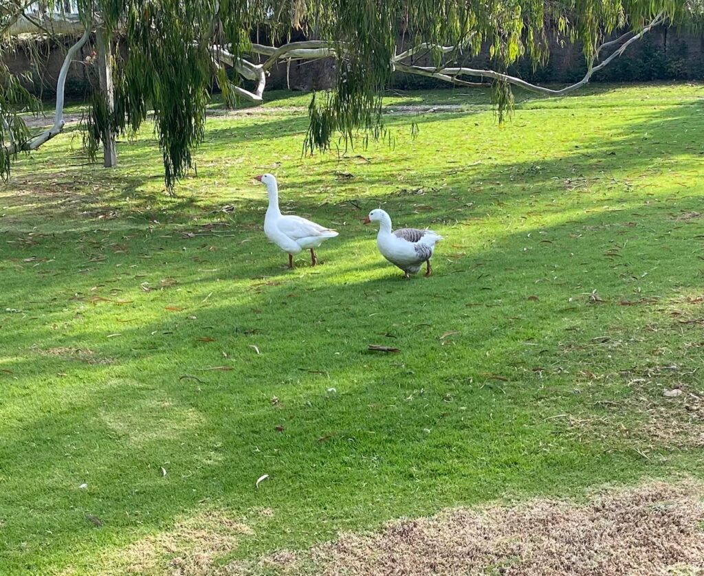 Geese on the lawn